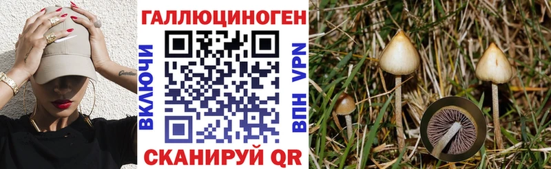 kraken tor  Байкальск  Галлюциногенные грибы мицелий 